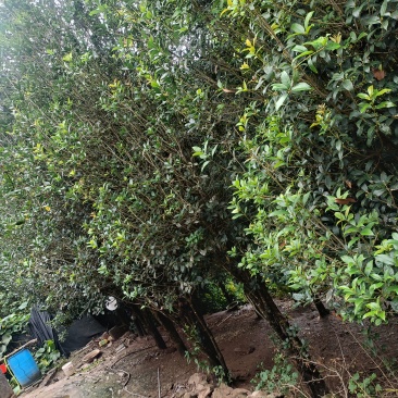 桂花树