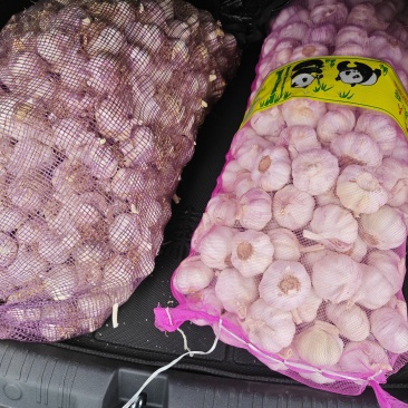 新鲜大蒜