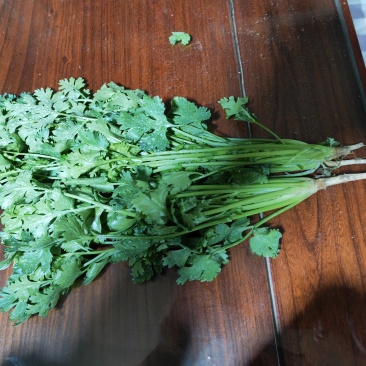 大叶香菜