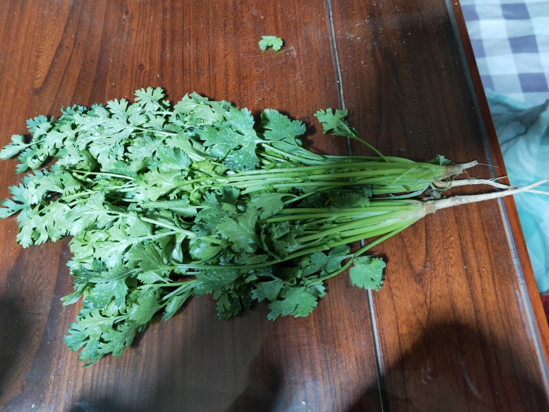 大叶香菜