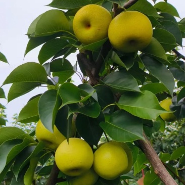 皇冠梨