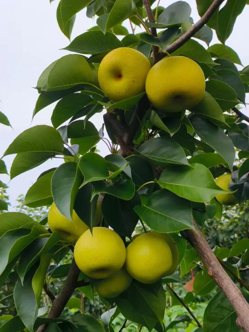皇冠梨