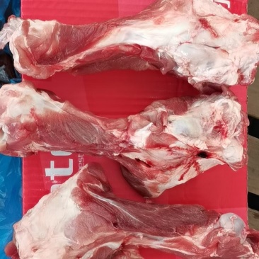 双节后腿骨