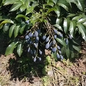西山黑橄榄