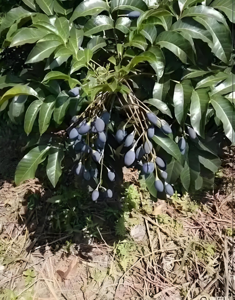 西山黑橄榄