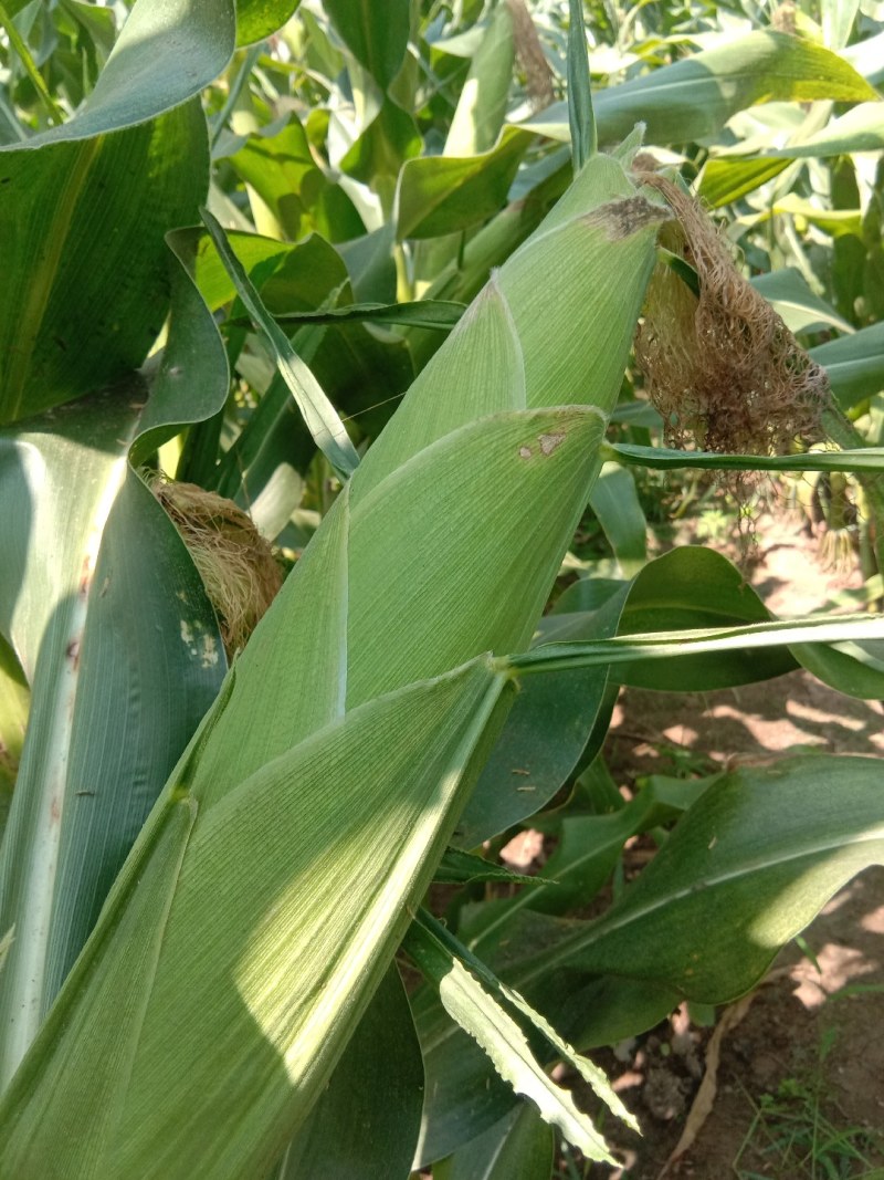 鑫鑫种植户