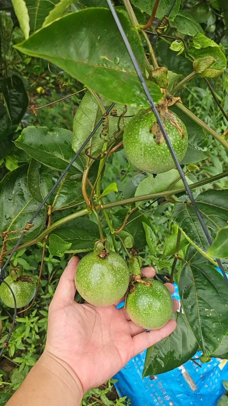 广西9号精品白香果