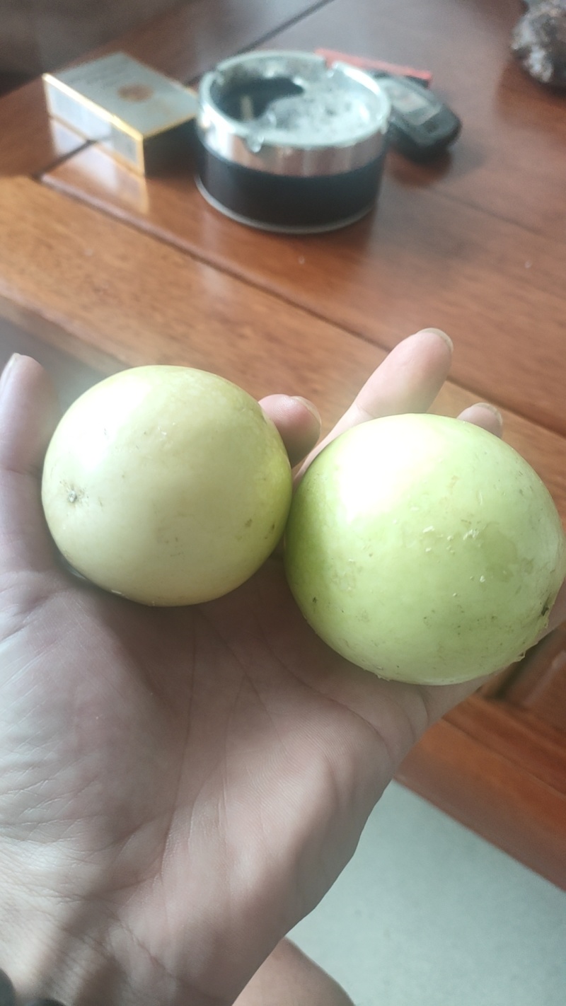 广西9号精品白香果