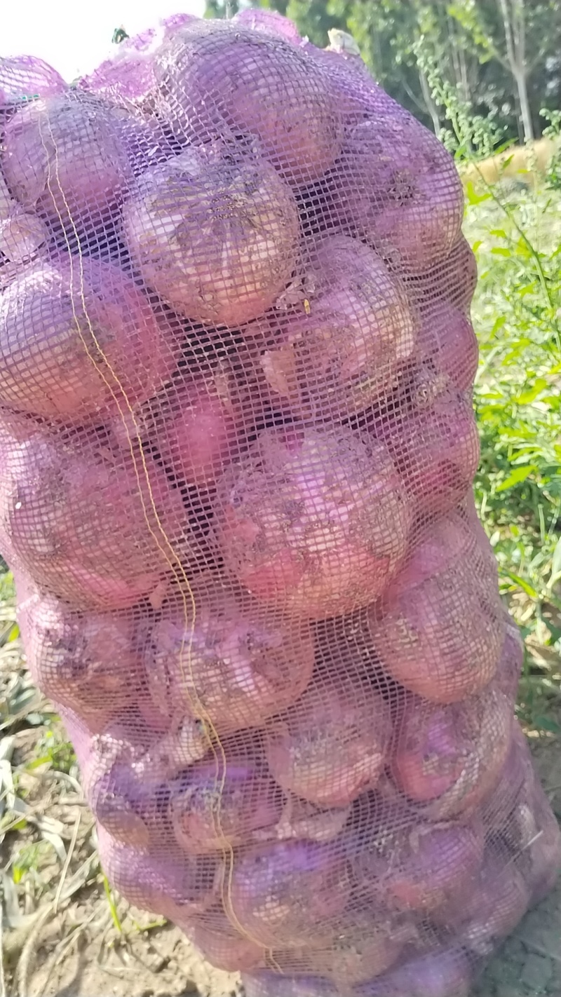 红皮洋葱