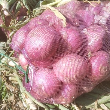 红皮洋葱