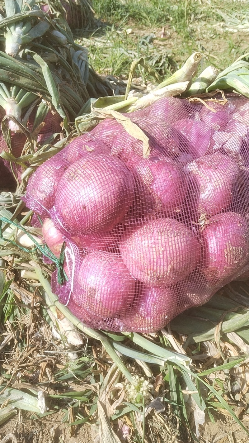 红皮洋葱
