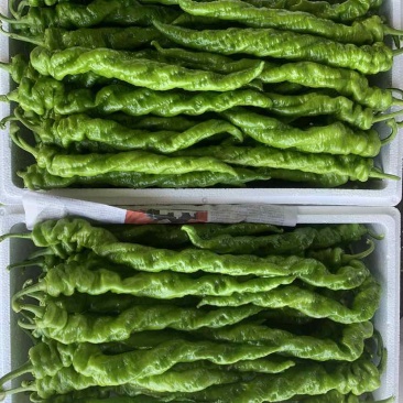 螺丝椒，芜湖椒，黄皮尖椒