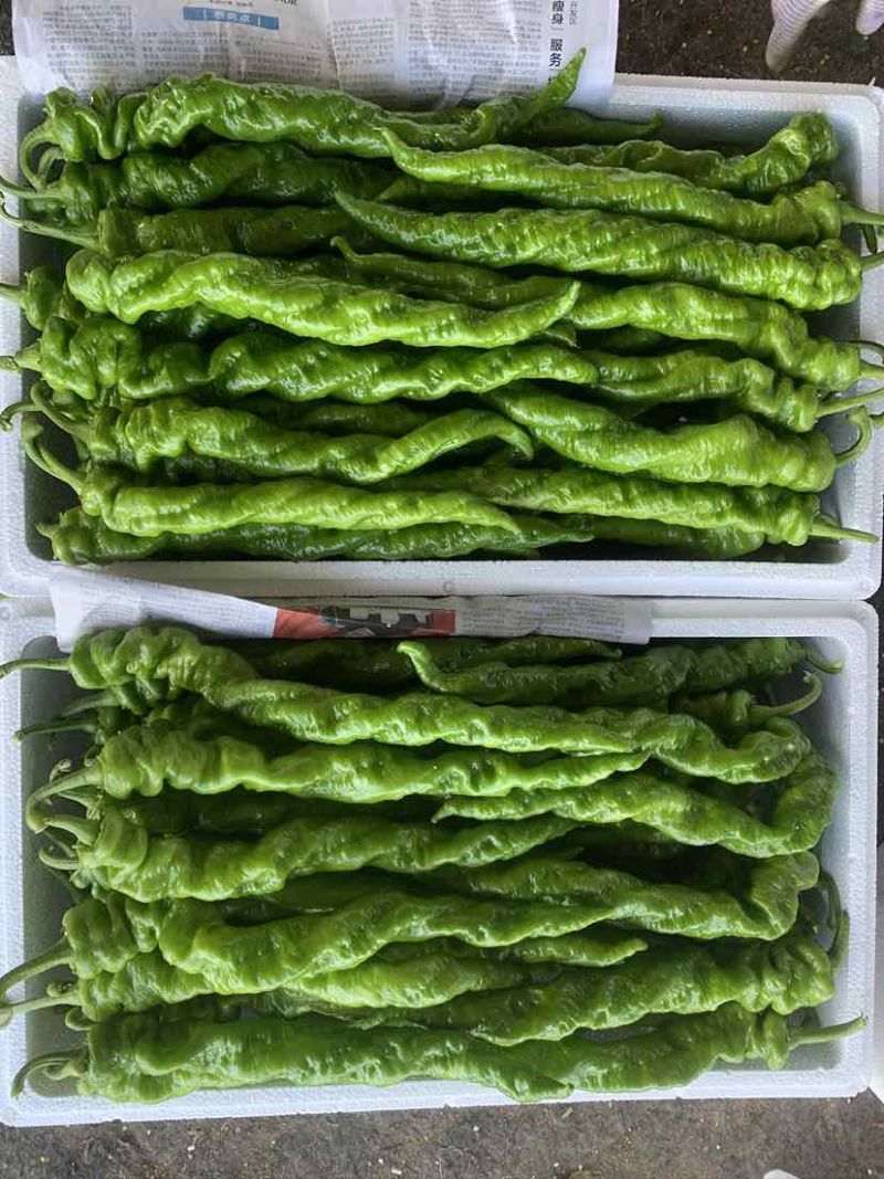 螺丝椒，芜湖椒，黄皮尖椒