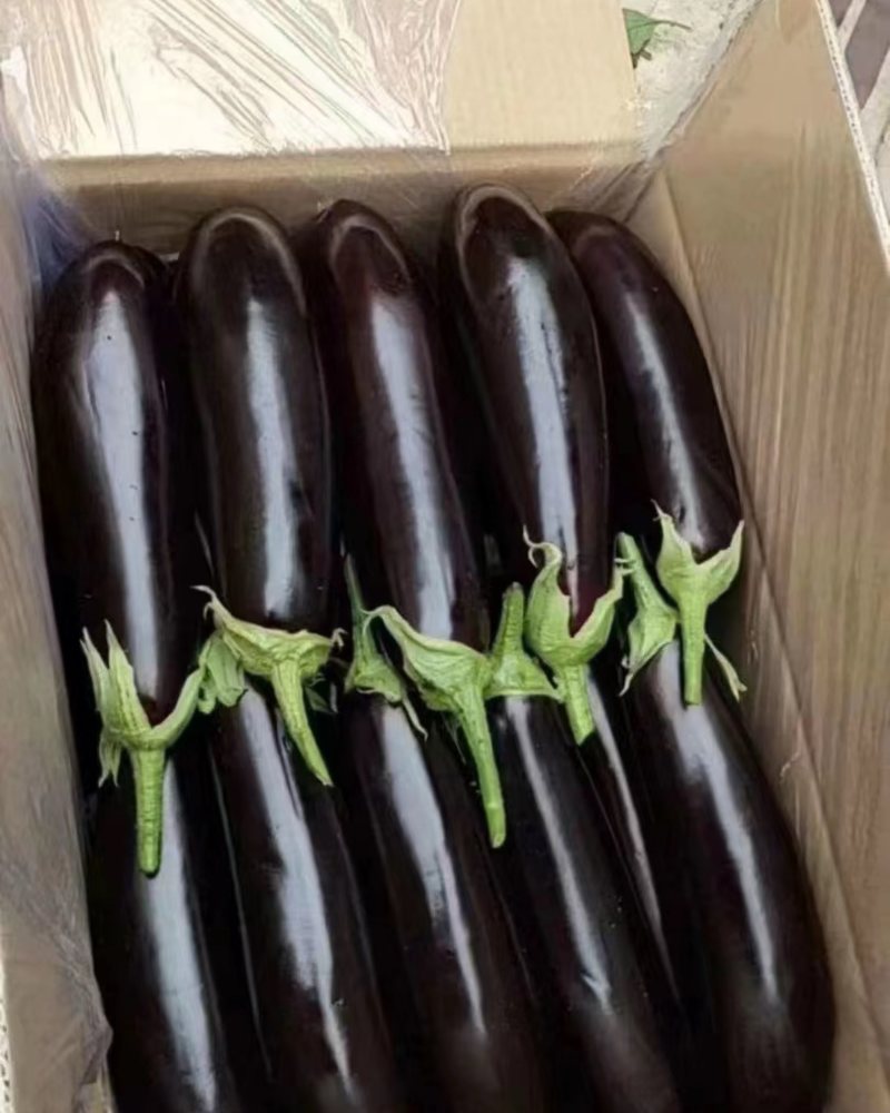 茄子