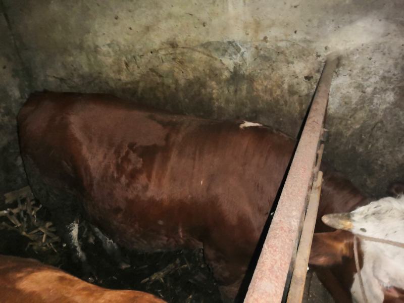 自养黄牛，已扇，肉质很好，仅限曲靖当地，不支持外省发货