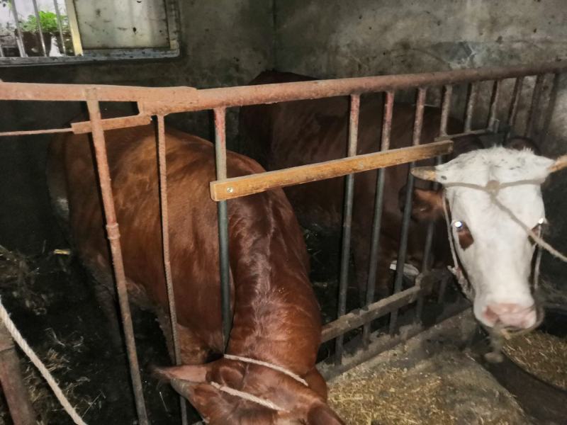 自养黄牛，已扇，肉质很好，仅限曲靖当地，不支持外省发货