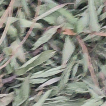 甜叶菊