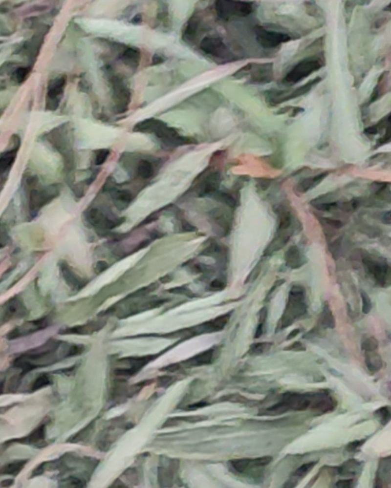 甜叶菊
