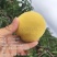 炎陵高山锦绣黄桃