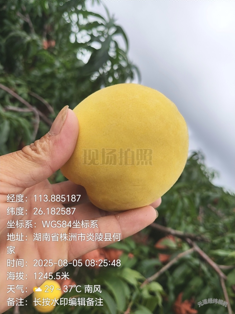 炎陵高山锦绣黄桃