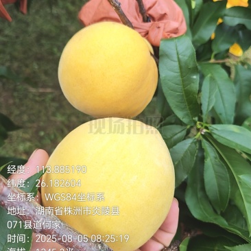 炎陵高山锦绣黄桃