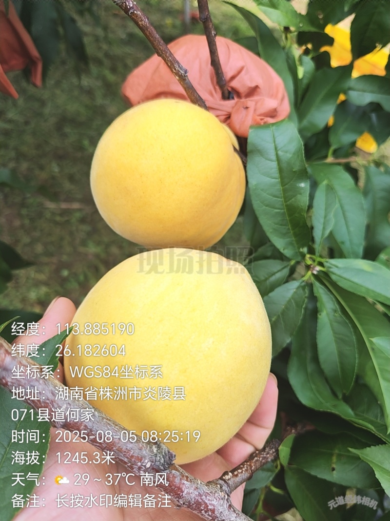 炎陵高山锦绣黄桃