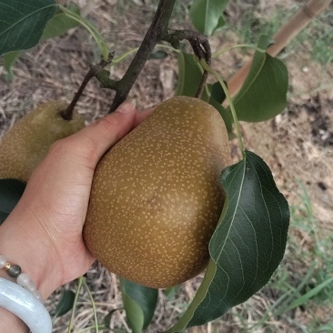 苍溪雪梨8两起卖