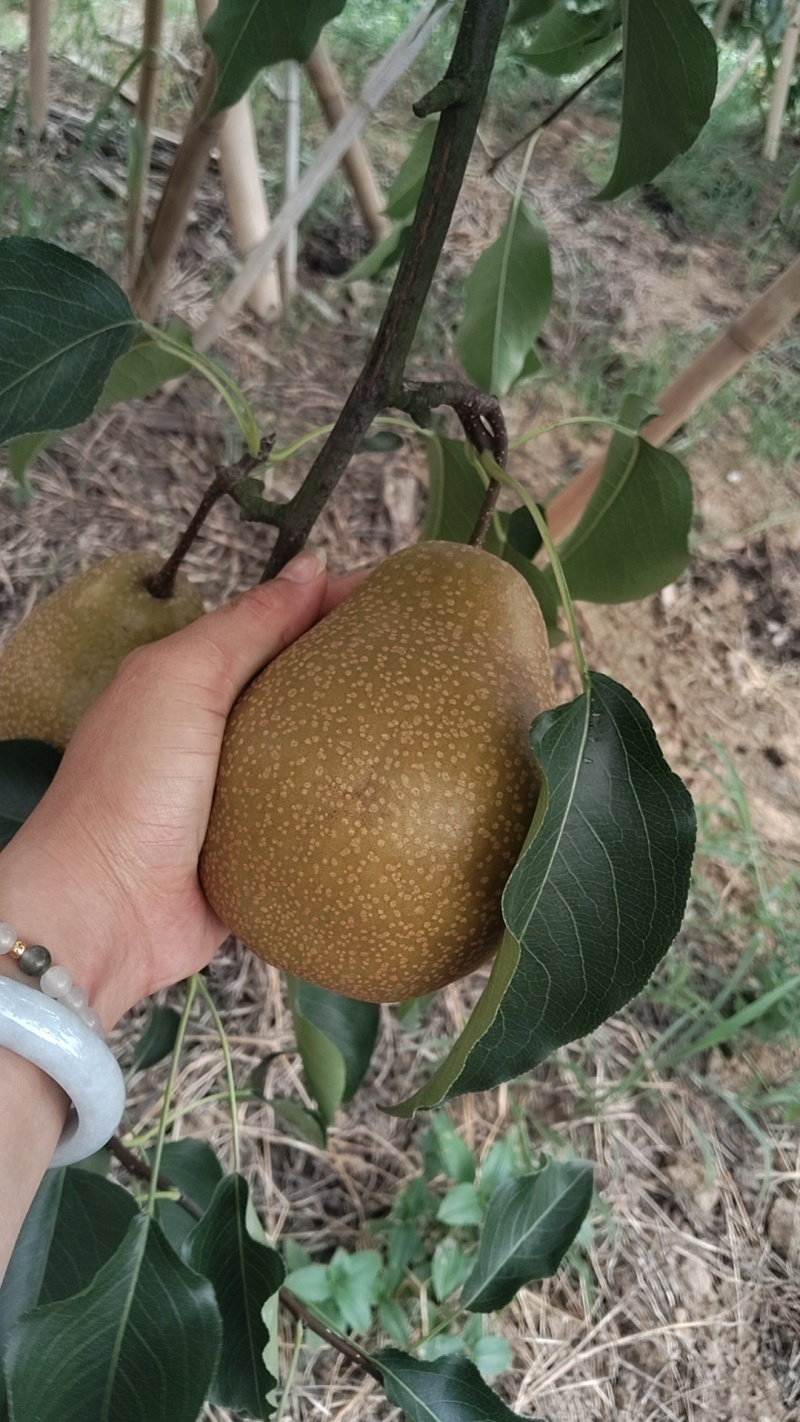 苍溪雪梨8两起卖
