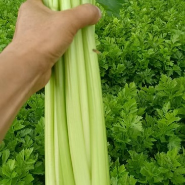 芹菜