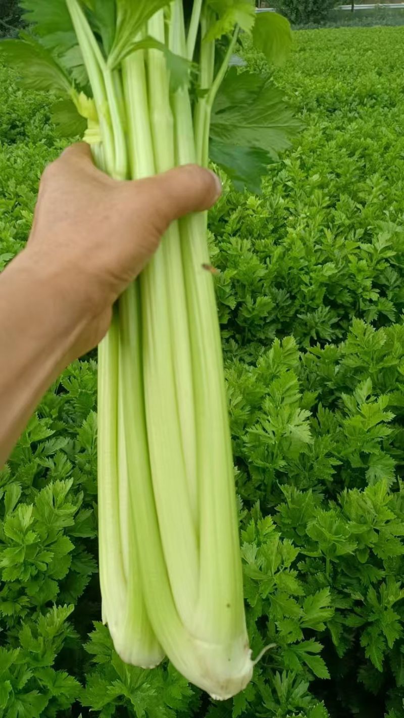 芹菜