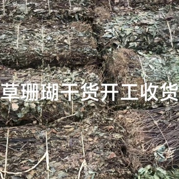 草珊瑚
