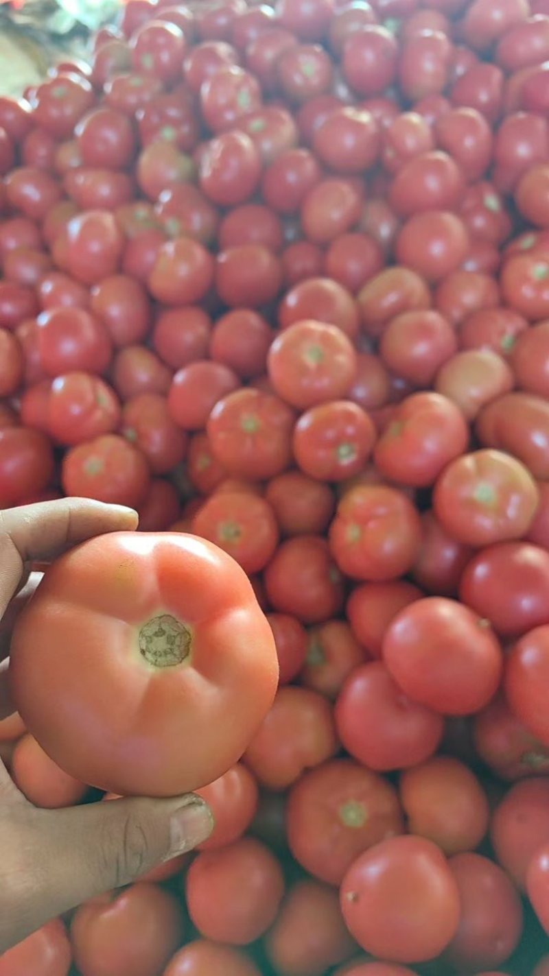 硬粉攀枝花西红柿大量上市中