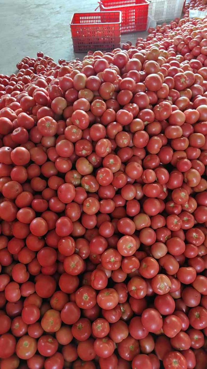 硬粉攀枝花西红柿大量上市中