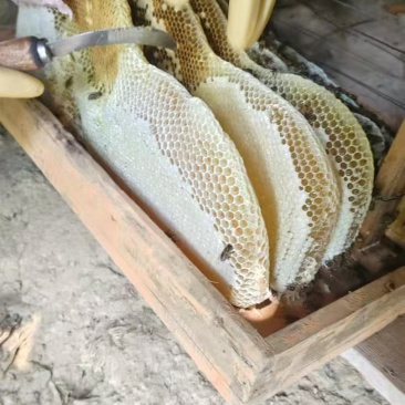 土蜂蜜