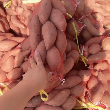 蜜薯小红薯