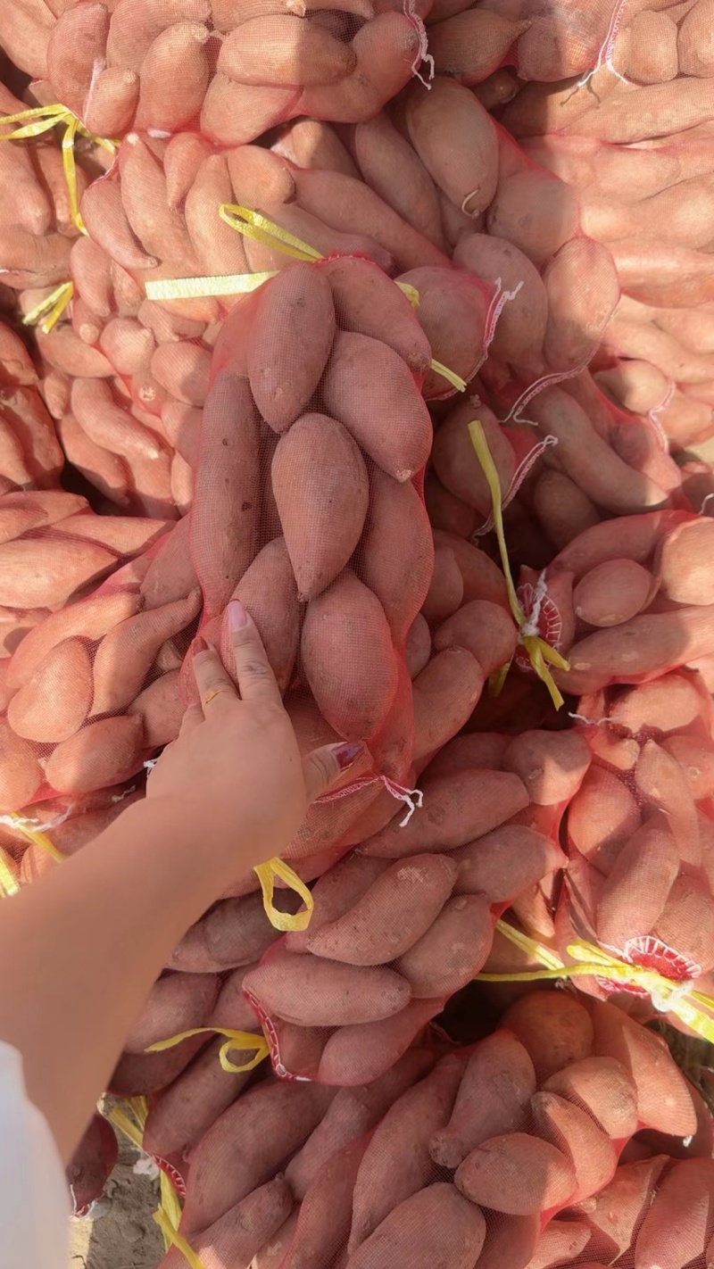 蜜薯小红薯