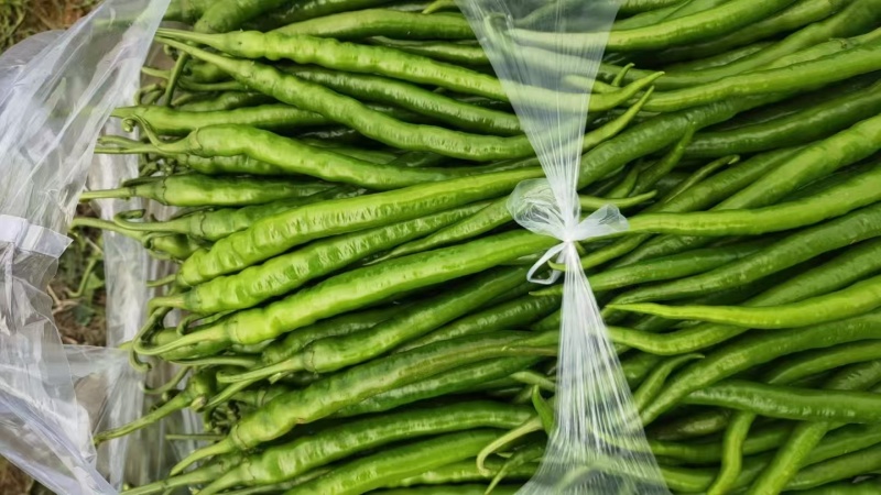 3号红辣椒，青椒，小米椒
