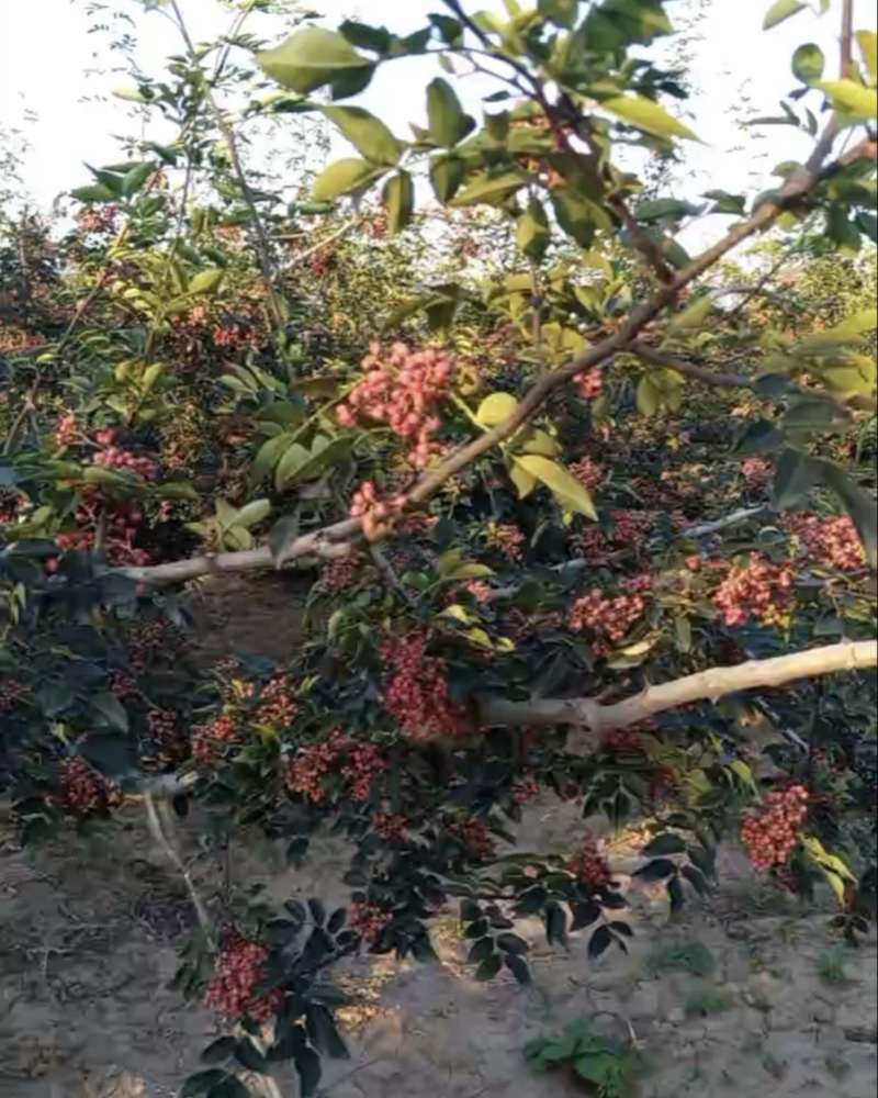 花椒