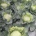 莲花白，二荆条，大青椒，耙耙椒