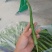 莲花白，二荆条，大青椒，耙耙椒