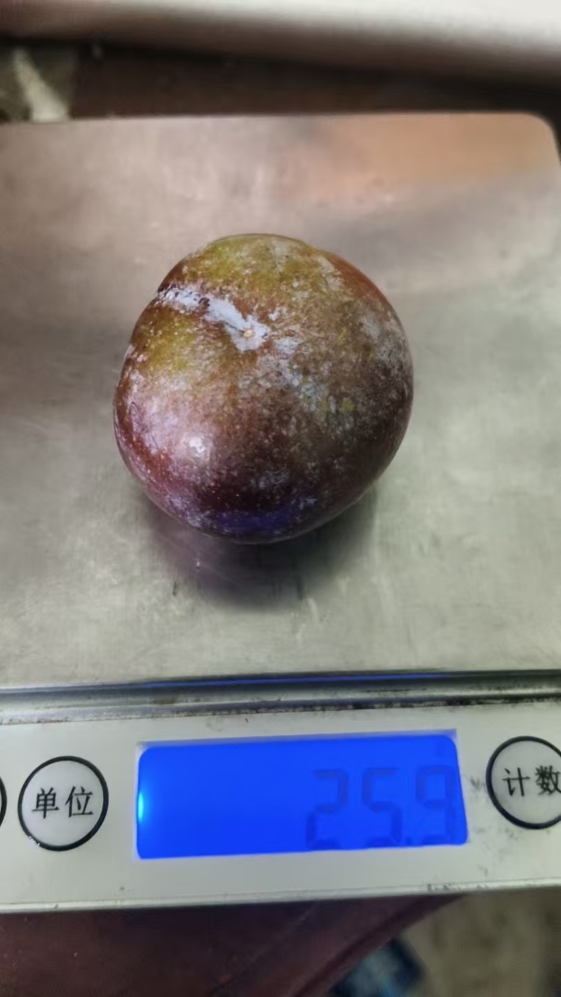 脆红李