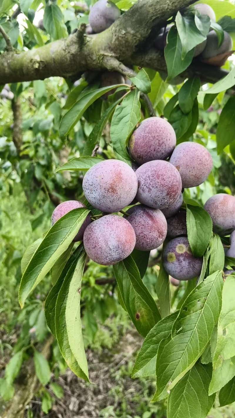 脆红李