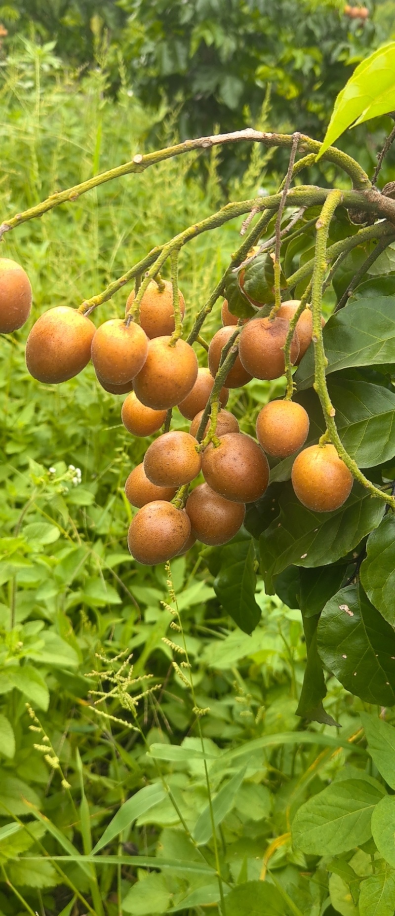 广西荔浦黄皮果(黑金刚)高端品种