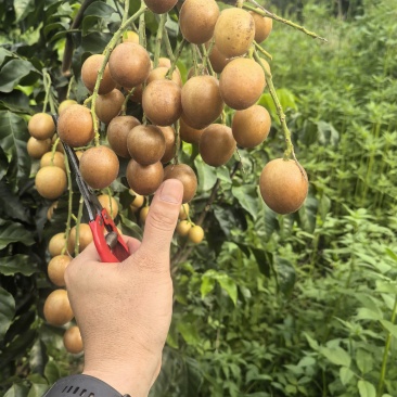 广西荔浦黄皮果(黑金刚)高端品种