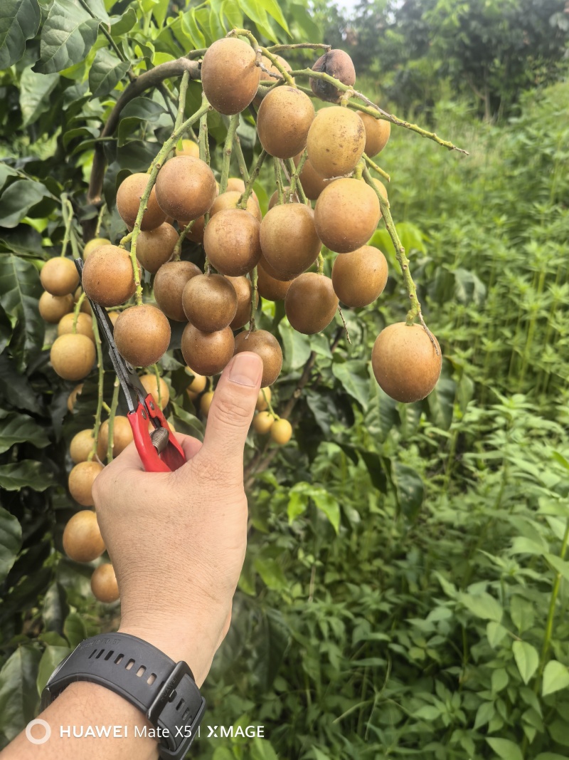 广西荔浦黄皮果(黑金刚)高端品种