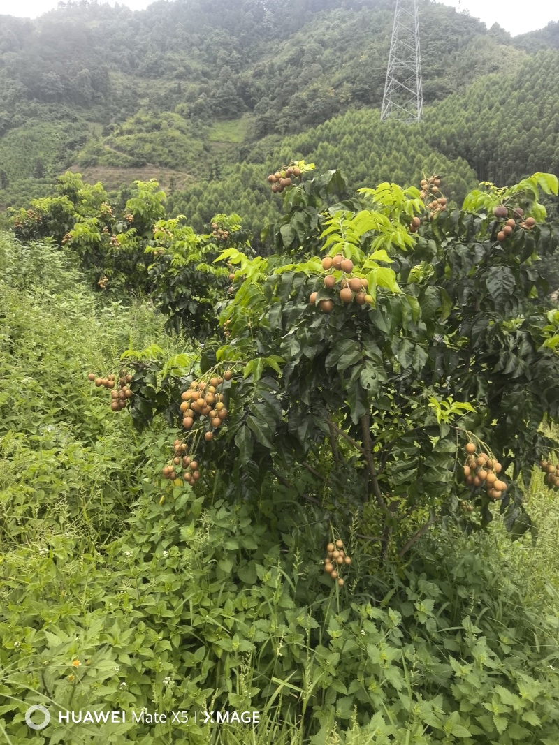 广西荔浦黄皮果(黑金刚)高端品种