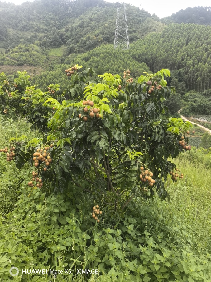 广西荔浦黄皮果(黑金刚)高端品种
