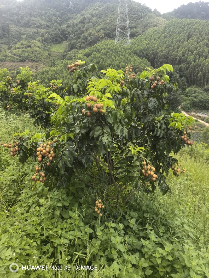 广西荔浦黄皮果(黑金刚)高端品种