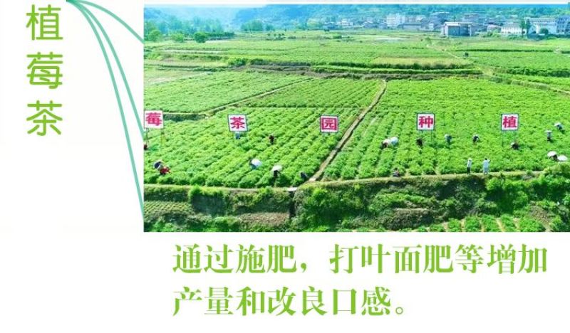 张家界莓茶藤茶