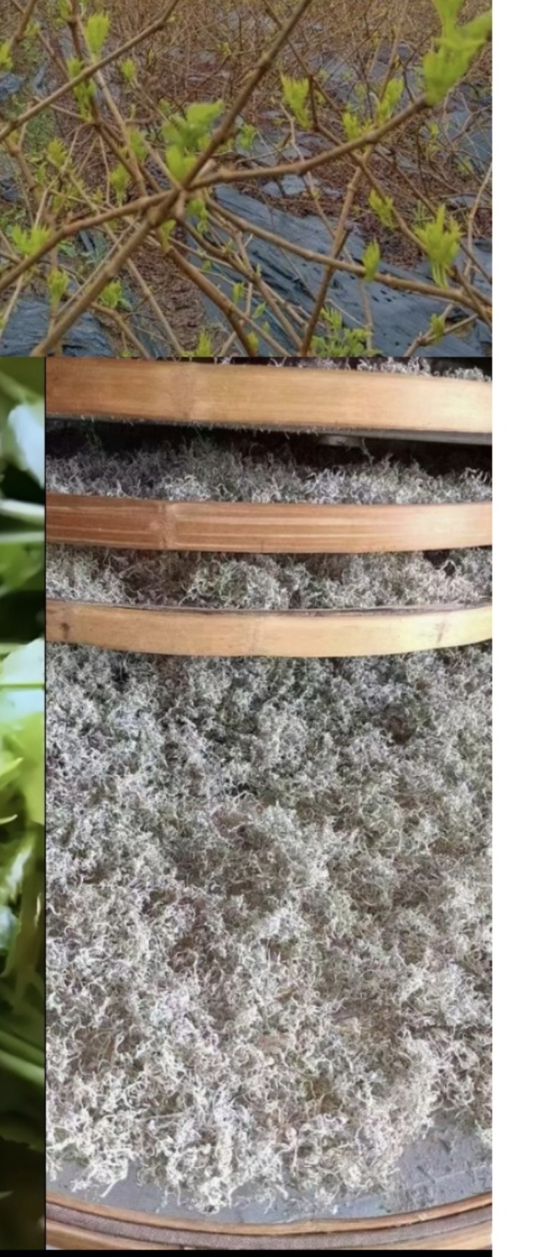张家界莓茶藤茶